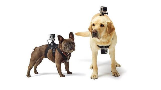 gopro-perros--644x362