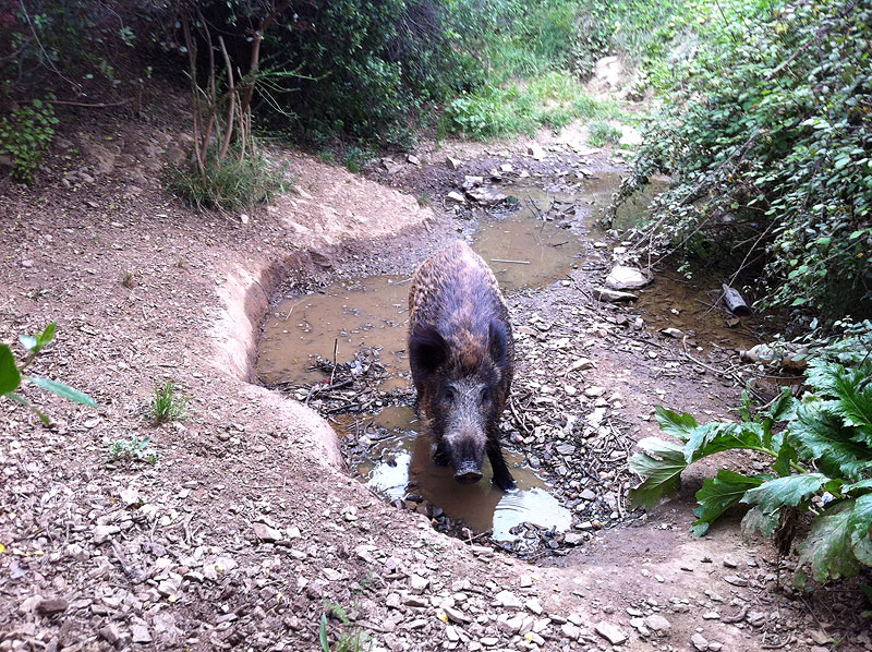 jabali-collserola-barcelona