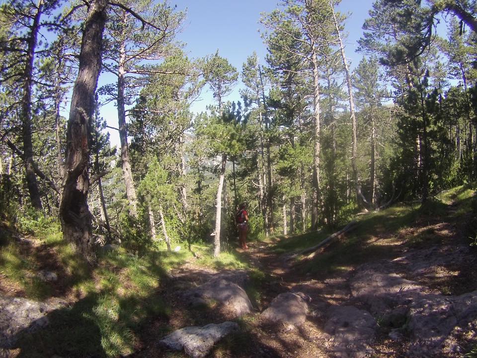 13697054_10210182240542009_4366514984961833883_n